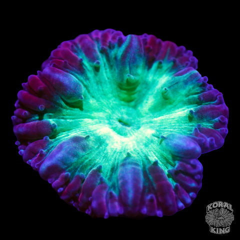 Blastomusa Merletti (Auction)