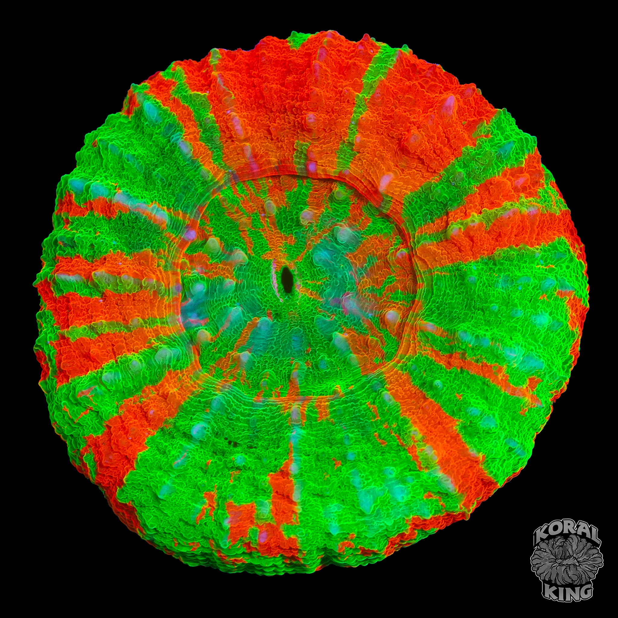 Extreme Bleeding Apple Scoly – Koral King