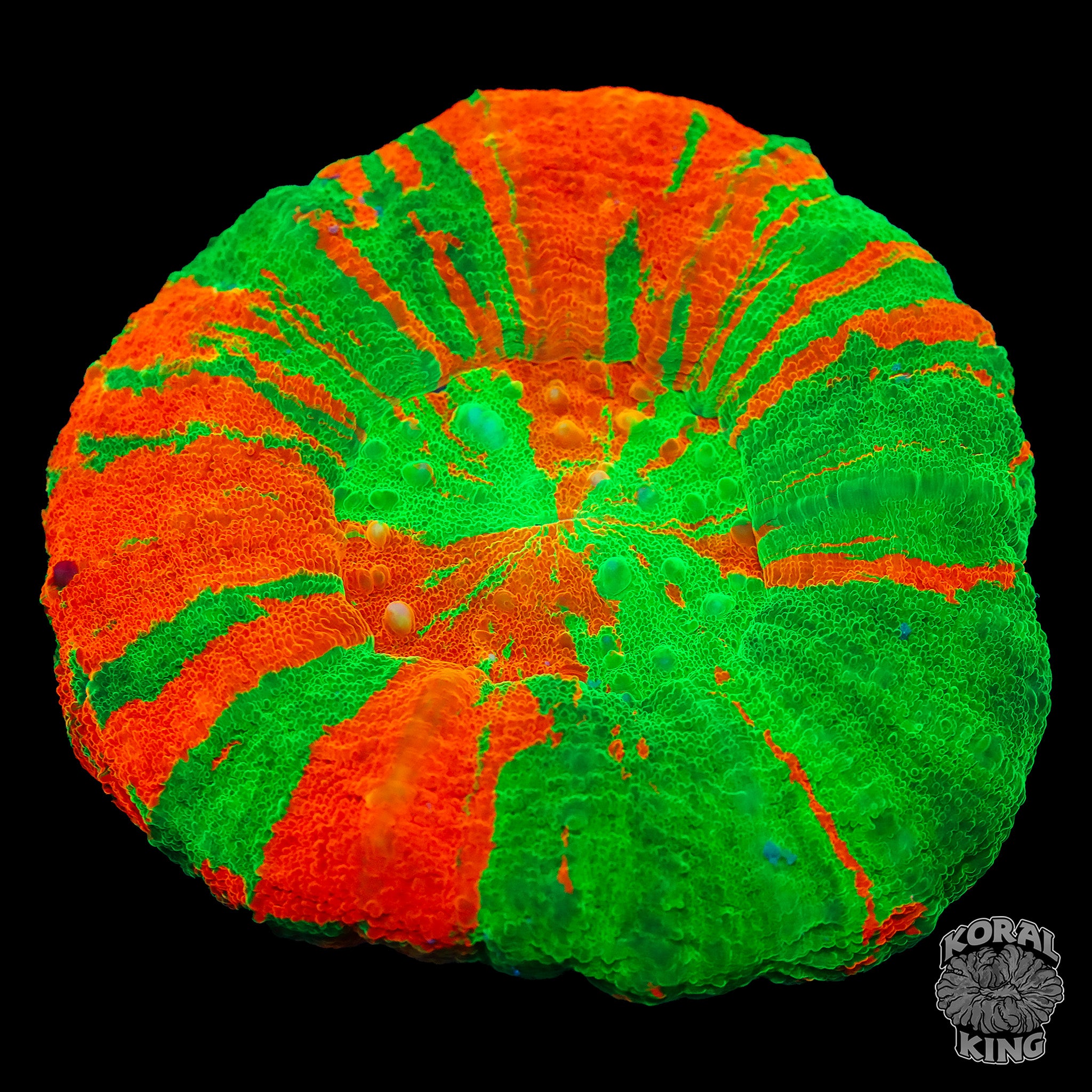 Bleeding Apple Scoly – Koral King
