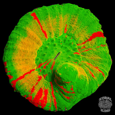 Bleeding Lemon Lime Scoly