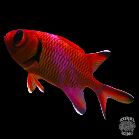 Blotcheye Soldierfish