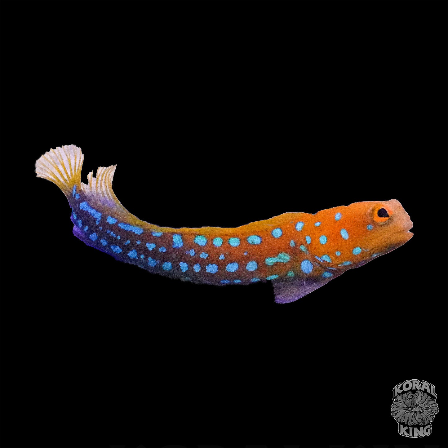 Blue Dot Jawfish - Koral King