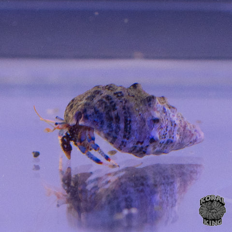 Blue Leg Hermit