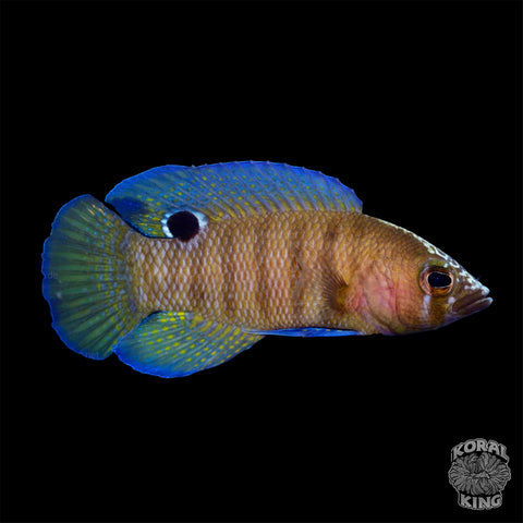 Blue Spotted Basslet