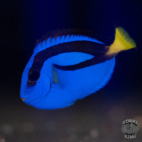 Blue Hippo Tang