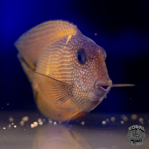 Blue Eyed Bristletooth Tang