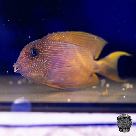 Blue Eyed Bristletooth Tang