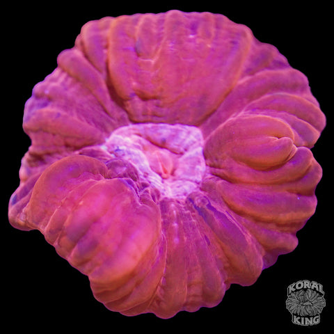 Blushing Blossom Cynarina