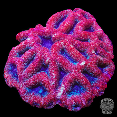 Acanthastrea Bowerbanki Colony