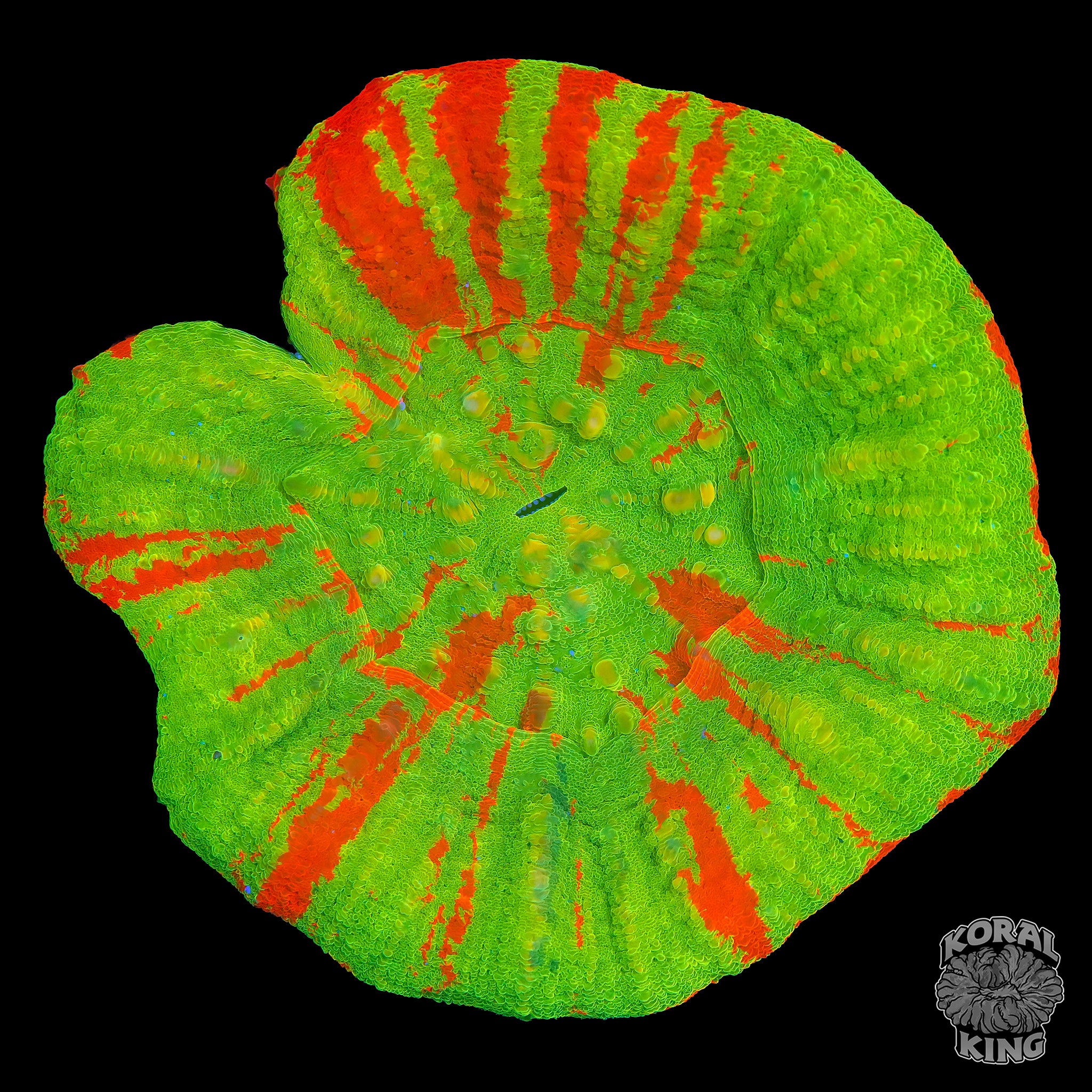 BRIGHT Bleeding Apple Scoly – Koral King