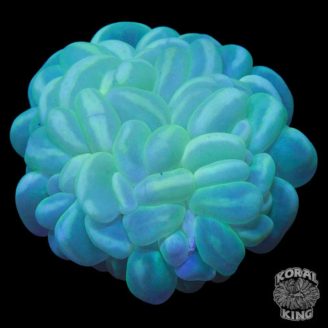 Bubble Colony Frag