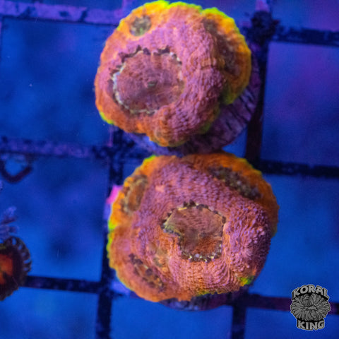 SRC Bubble Yum Echinata Frag