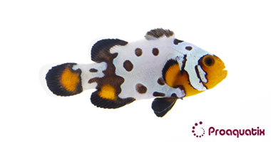 Bullet Hole Snowflake Clownfish – Proaquatix