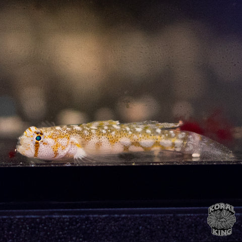 Burrow Splitfin Goby