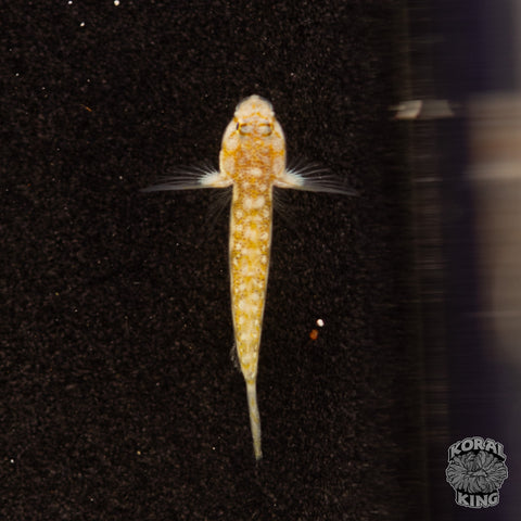 Burrow Splitfin Goby
