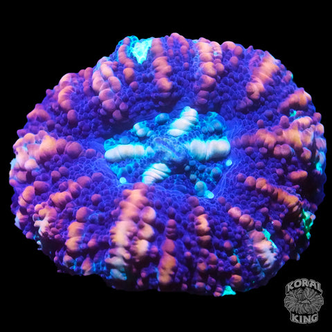 Stargazer Button Scoly