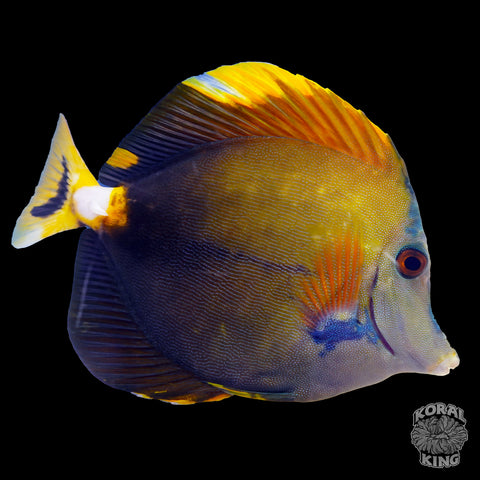 Calico Tang