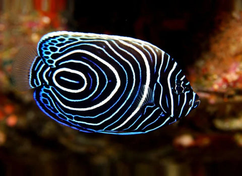 Emperor Angelfish (Juvenile)