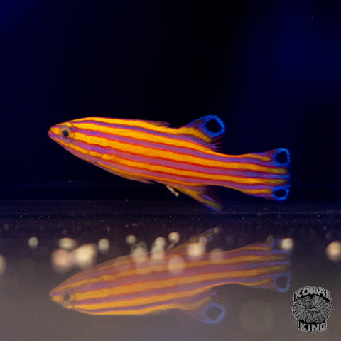 Candy Basslet