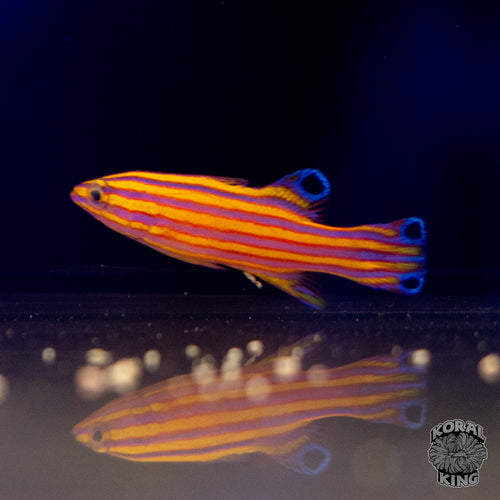 Candy Basslet
