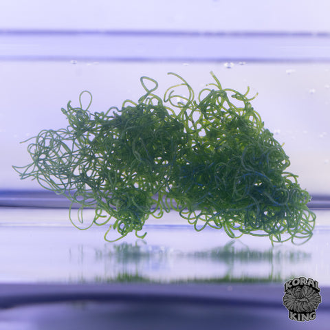 Chaeto