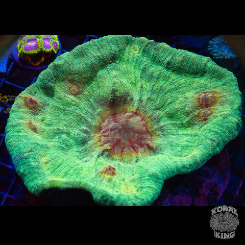 Yoshi's Oxypora Chalice Colony