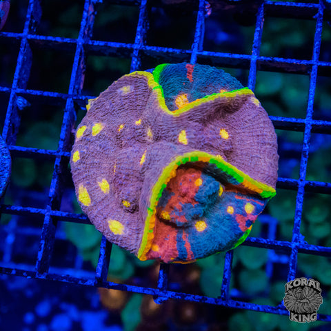 Grafting Rainbow Chalice Tile