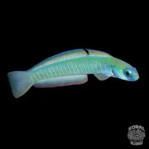 Chinese Zebra Bar Goby