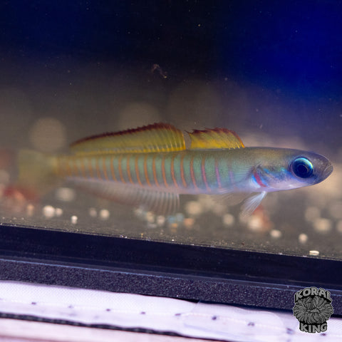 Chinese Zebra Bar Goby