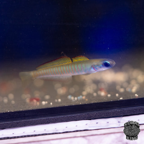 Chinese Zebra Bar Goby