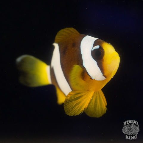 White Eye Clark’s Clownfish