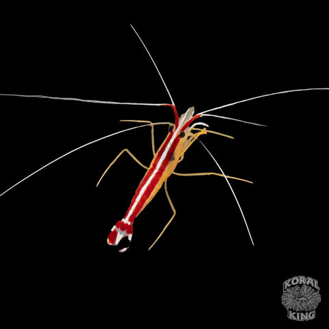 Cleaner Shrimp