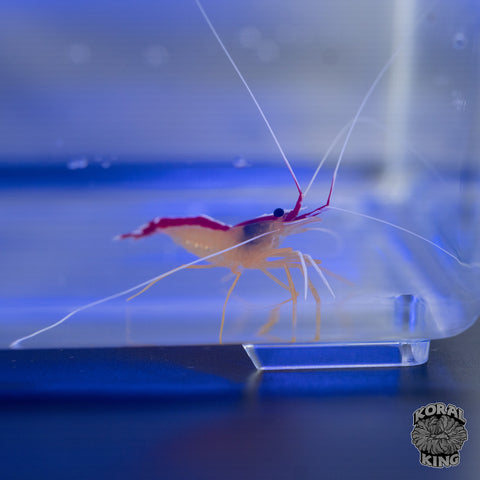 Cleaner Shrimp