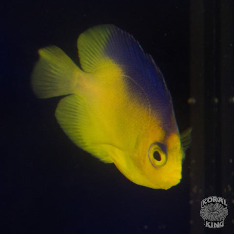 Colini Angelfish