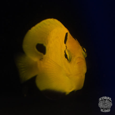 Goldflake Angelfish