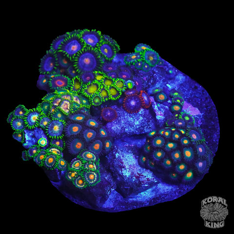 Zoa Combo Rock