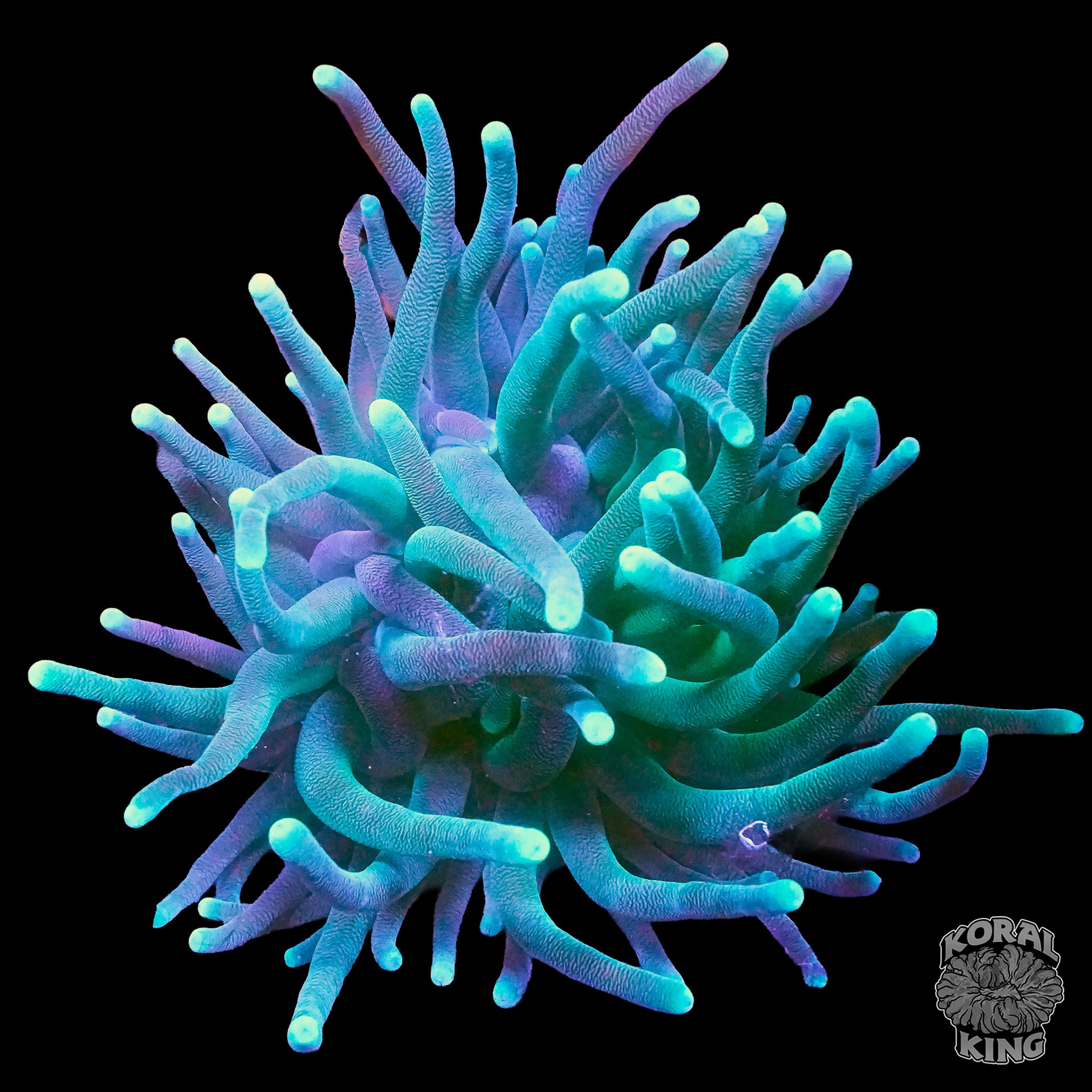 Anemones – Koral King