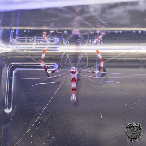 Red Coral Banded Shrimp