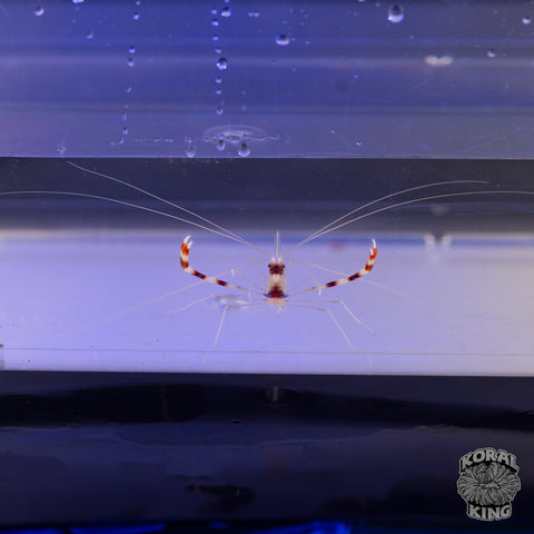 Red Coral Banded Shrimp