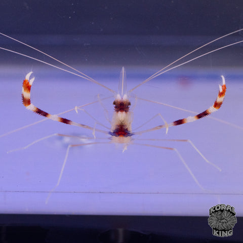 Red Coral Banded Shrimp