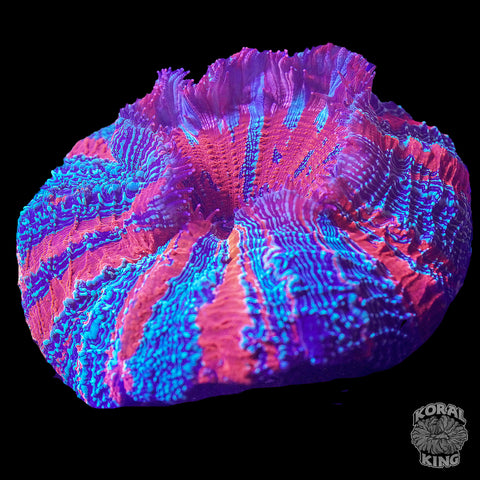 Cosmic Vision Acantho
