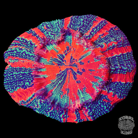 Cosmic Vision Acantho