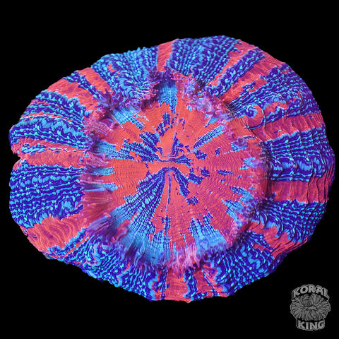 Cosmic Vision Acantho