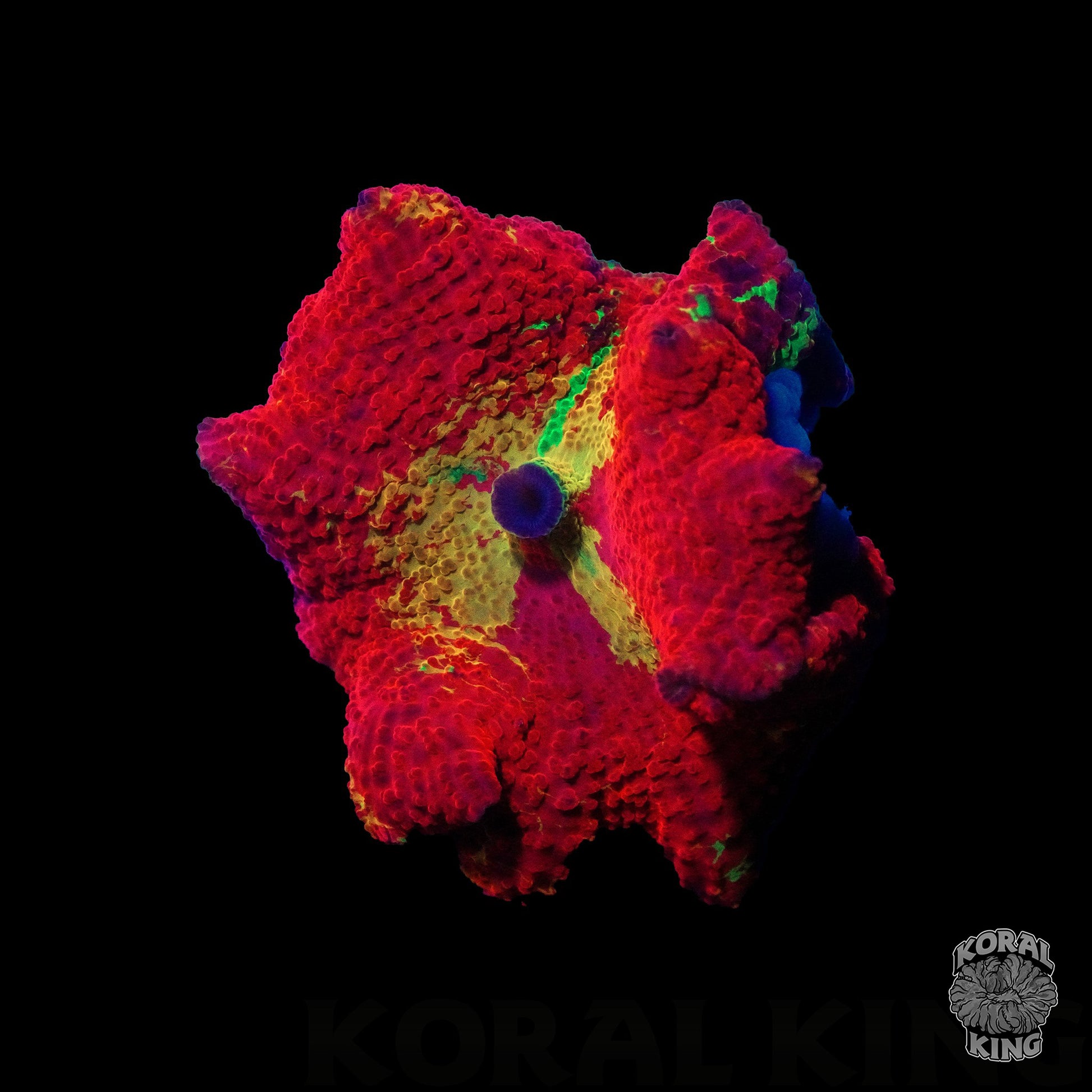 Crazy Purple Monster Mushroom - Koral King