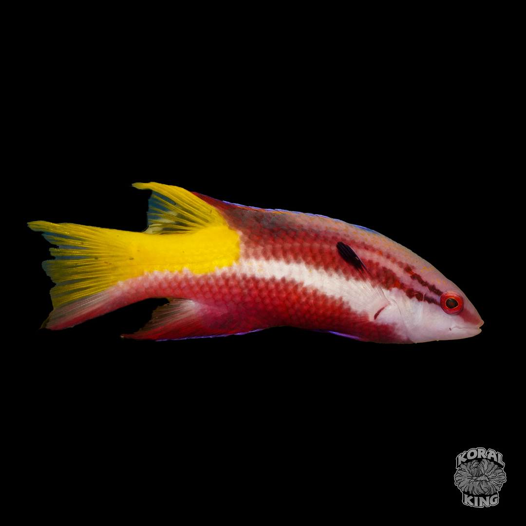 Cuban Hogfish – Koral King