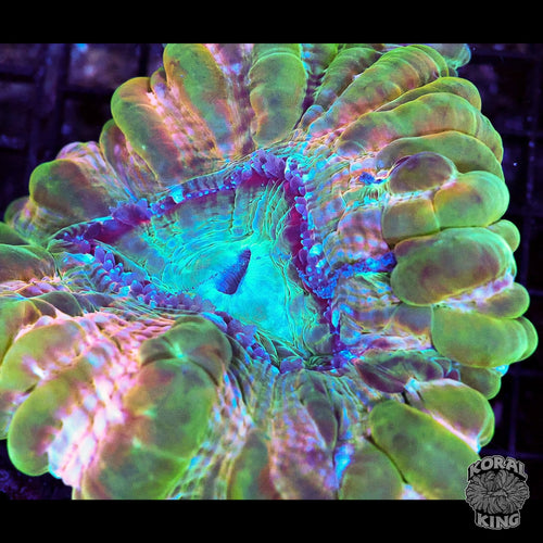 Chromatic Cynarina
