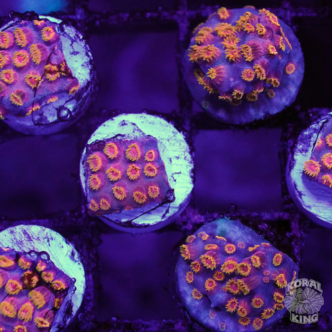 Bizzaro Cyphastrea Frag