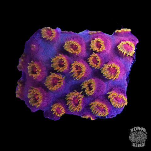 Bizzaro Cyphastrea Frag