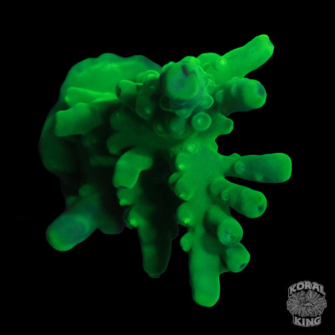 WWC Yellow Tip Acropora Frag