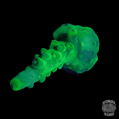 WWC Yellow Tip Acropora Frag